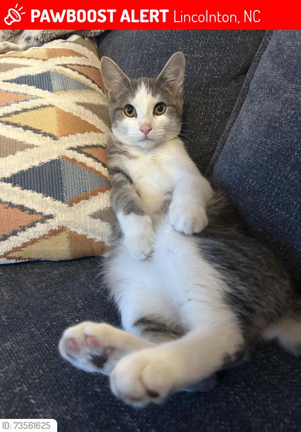 Lost Male Cat last seen Asbury church, Lincolnton, NC 28092