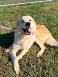 Shelter Stray Male Dog last seen Near BLOCK SAINT ANDREWS CHURCH RD, 3528 Newburg Rd, Louisville, KY 40218, USA
