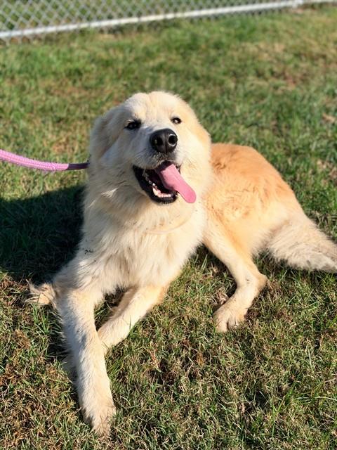 Shelter Stray Male Dog last seen Near BLOCK SAINT ANDREWS CHURCH RD, 3528 Newburg Rd, Louisville, KY 40218, USA