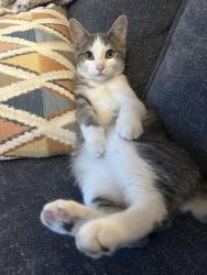 Lost Male Cat last seen Asbury church, Lincolnton, NC 28092