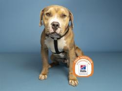Shelter Stray Male Dog last seen JACKRABBIT RD AND YUMA RD, 5501 E Van Buren St, Phoenix, AZ 85008, USA