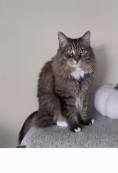 Reunited Male Cat last seen Stowe Rd. Near ABC Childcare, Temecula, CA 92591
