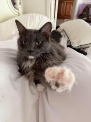Reunited Male Cat last seen Markham Place off markham woods road, Longwood, FL 32750