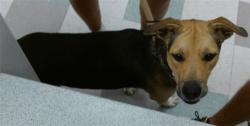 Shelter Stray Female Dog last seen , 2811 SE 29th St, Oklahoma City, OK 73129, USA