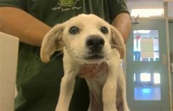 Shelter Stray Male Dog last seen , 2811 SE 29th St, Oklahoma City, OK 73129, USA