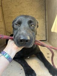 Shelter Stray Male Dog last seen Near BLOCK N KELHAM AVE, OKLAHOMA CITY OK 73111, 2811 SE 29th St, Oklahoma City, OK 73129, USA