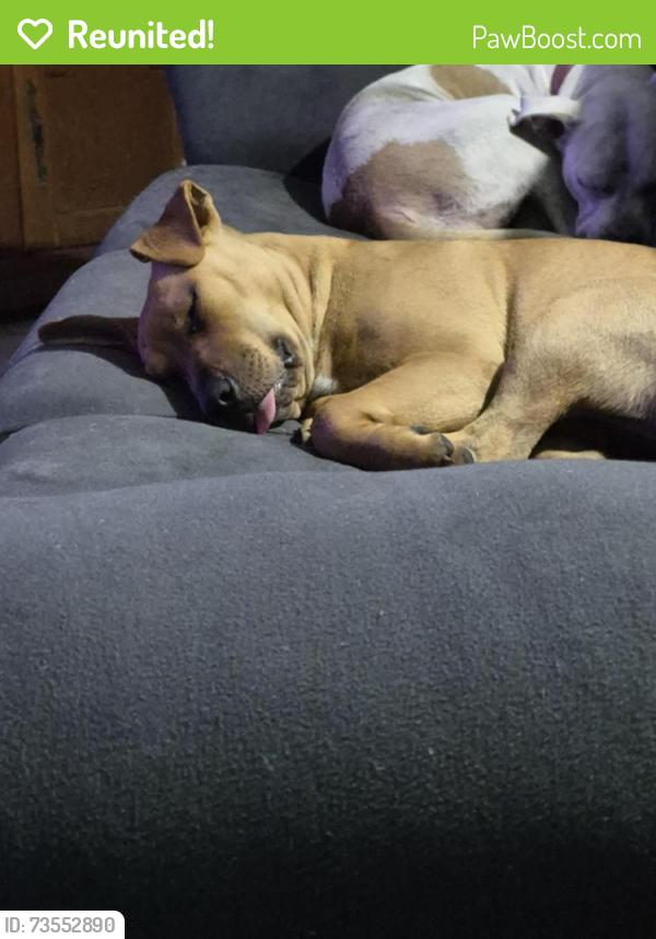 Reunited Female Dog last seen Massachusetts and congress, New Port Richey, FL 34653