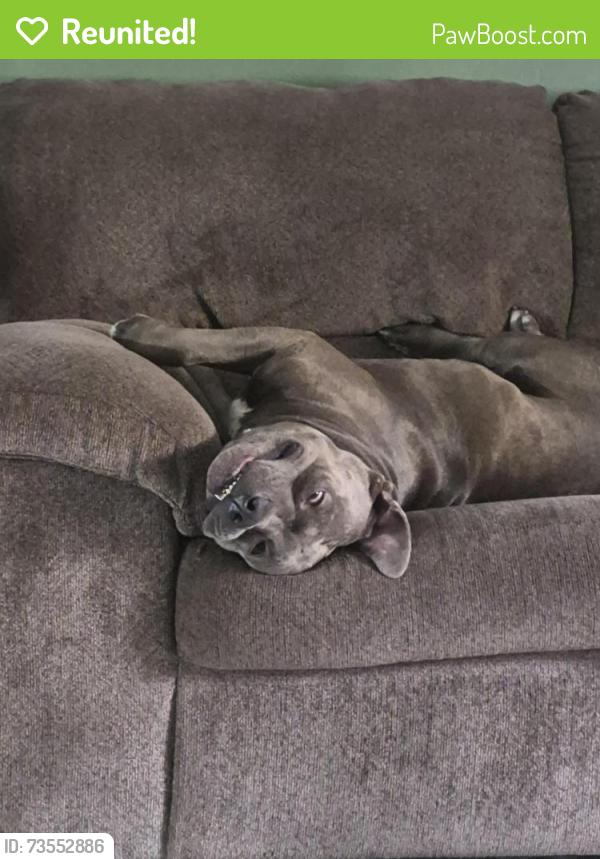 Reunited Male Dog last seen Massachusetts and congress, New Port Richey, FL 34653