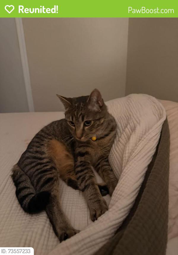 Reunited Male Cat last seen Hampshire, Naismith Blvd, Along Spring Creek, Eugene, OR 97404