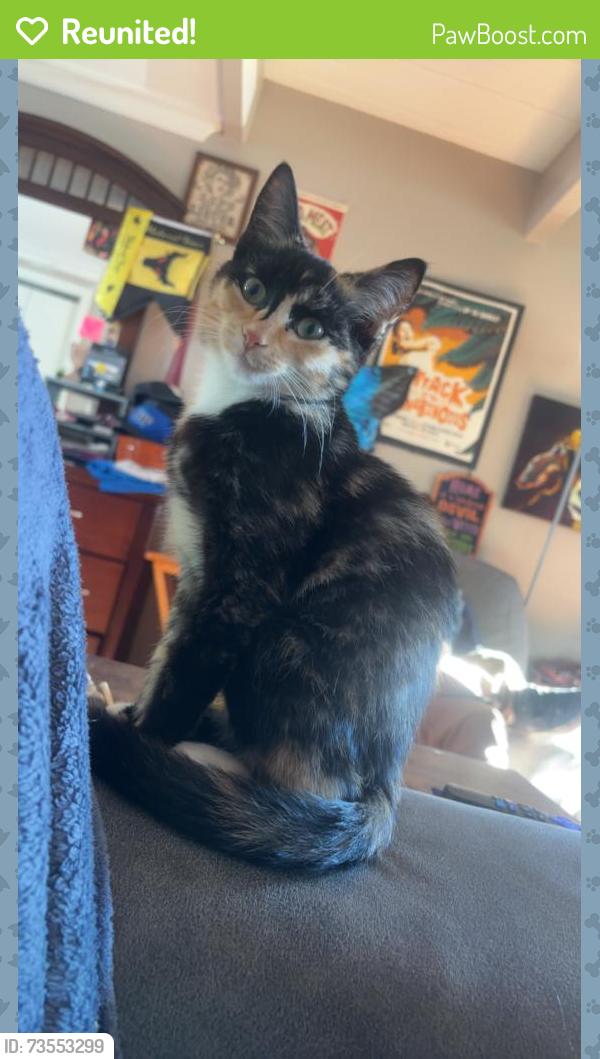 Reunited Female Cat last seen Near Normandie Lane, Round Lake Beach, IL 60073