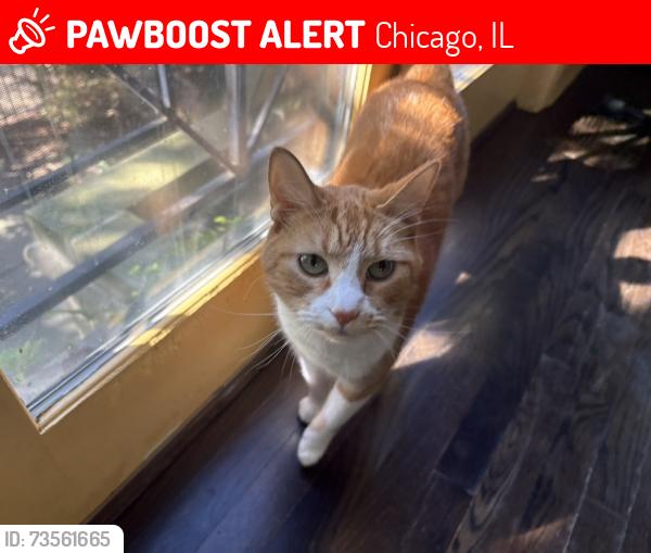 Lost Male Cat last seen corner of 54th st and Greenwood ave, Chicago, IL 60615