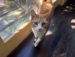 Lost Male Cat last seen corner of 54th st and Greenwood ave, Chicago, IL 60615