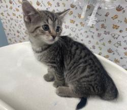 Shelter Stray Female Cat last seen Front St and Carbon oledo 43605, Lucas County, OH, 827 Illinois Ave, Maumee, OH 43537, USA