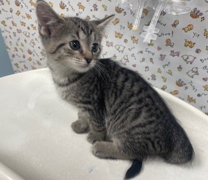 Shelter Stray Female Cat last seen Front St and Carbon oledo 43605, Lucas County, OH, 827 Illinois Ave, Maumee, OH 43537, USA