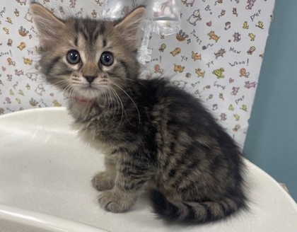 Shelter Stray Male Cat last seen Front St and Carbon oledo 43605, Lucas County, OH, 827 Illinois Ave, Maumee, OH 43537, USA