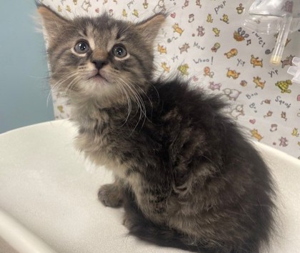 Shelter Stray Male Cat last seen Front St and Carbon oledo 43605, Lucas County, OH, 827 Illinois Ave, Maumee, OH 43537, USA