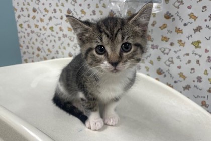 Shelter Stray Female Cat last seen Front St and Carbon oledo 43605, Lucas County, OH, 827 Illinois Ave, Maumee, OH 43537, USA