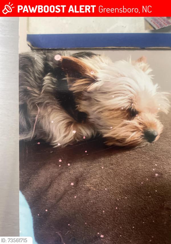 Lost Female Dog last seen Bywood, Greensboro, NC 27405