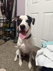 Found/Stray Male Dog last seen Near, Arlington, TX 76016