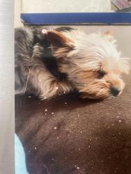 Lost Female Dog last seen Bywood, Greensboro, NC 27405