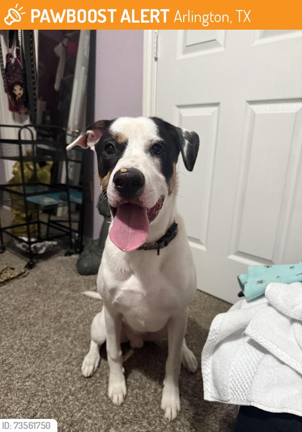 Found/Stray Male Dog last seen Near, Arlington, TX 76016