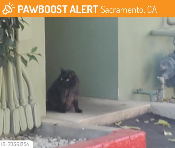 Found/Stray Unknown Cat last seen Scottish Gardens apmts, Sacramento, CA 95819