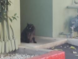Found/Stray Unknown Cat last seen Scottish Gardens apmts, Sacramento, CA 95819