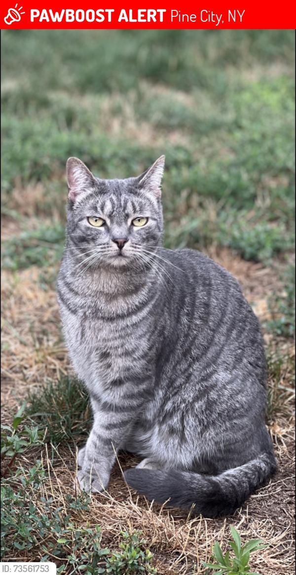 Lost Male Cat last seen Lewis road, Pine City, NY 14871