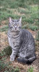 Lost Male Cat last seen Lewis road, Pine City, NY 14871
