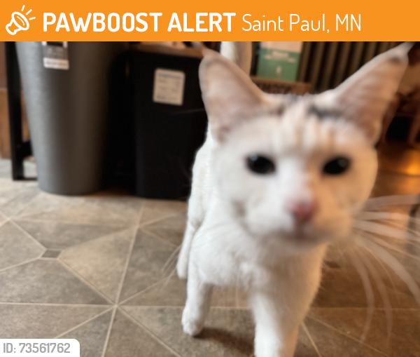 Found/Stray Female Cat last seen 3rd Street East, Saint Paul, MN 55106