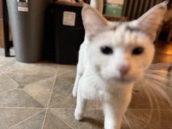 Found/Stray Female Cat last seen 3rd Street East, Saint Paul, MN 55106