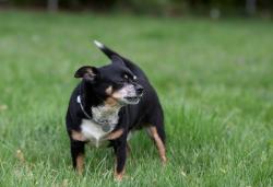Lost Male Dog last seen CHAGRIN & GLENCAIRN, Shaker Heights, OH 44122