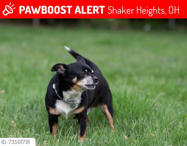 Lost Male Dog last seen CHAGRIN & GLENCAIRN, Shaker Heights, OH 44122