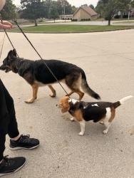 Found/Stray Unknown Dog last seen bundschu & Jackson - east independence / fort Osage area, Independence, MO 64056