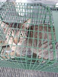 Shelter Stray Unknown Cat last seen Near Chemin Agreable, YOUNGSVILLE, LA, 70592, 410 Dugas Rd, Lafayette, LA 70507, USA