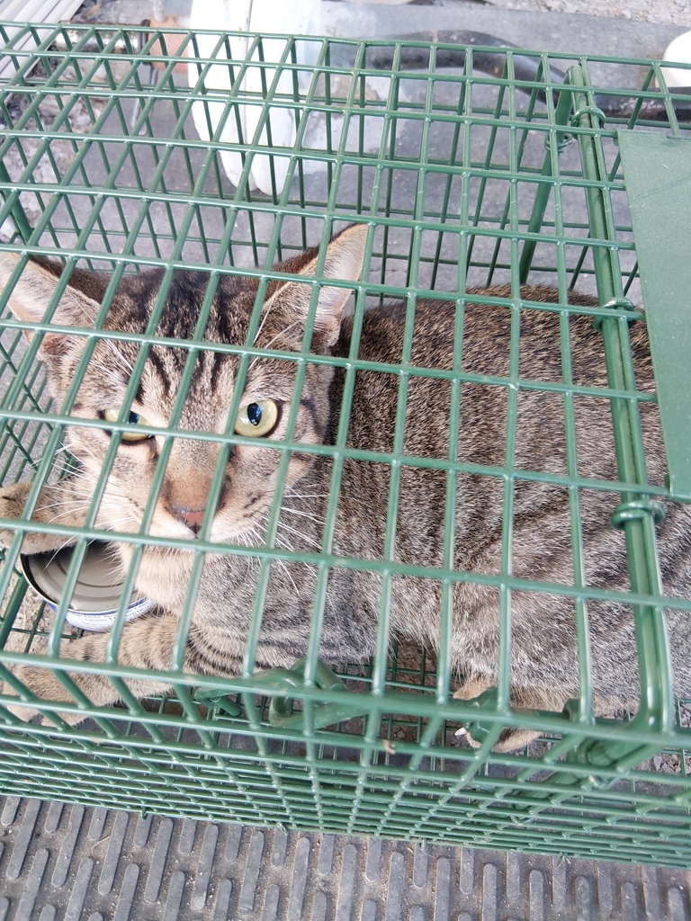 Shelter Stray Unknown Cat last seen Near Chemin Agreable, YOUNGSVILLE, LA, 70592, 410 Dugas Rd, Lafayette, LA 70507, USA