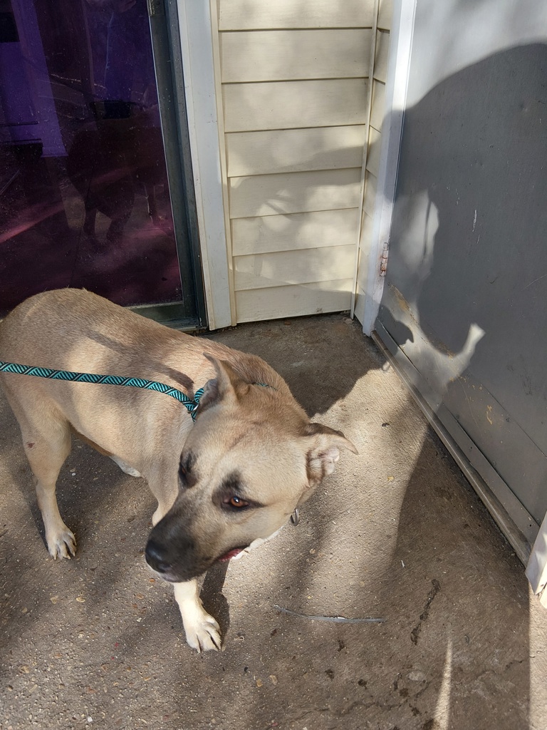 Shelter Stray Female Dog last seen Near Elks Cove, LAFAYETTE, LA, 70508, 410 Dugas Rd, Lafayette, LA 70507, USA