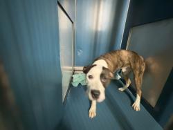 Shelter Stray Unknown Dog last seen Near 8th ave, NEW YORK, NY, 10039, 326 E 110th St, New York, NY 10029, USA