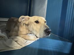 Shelter Stray Male Dog last seen Near E 117th Street, NEW YORK, NY, 10035, 326 E 110th St, New York, NY 10029, USA