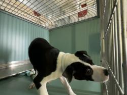 Shelter Stray Female Dog last seen Near Broadway, NEW YORK, NY, 10033, 326 E 110th St, New York, NY 10029, USA