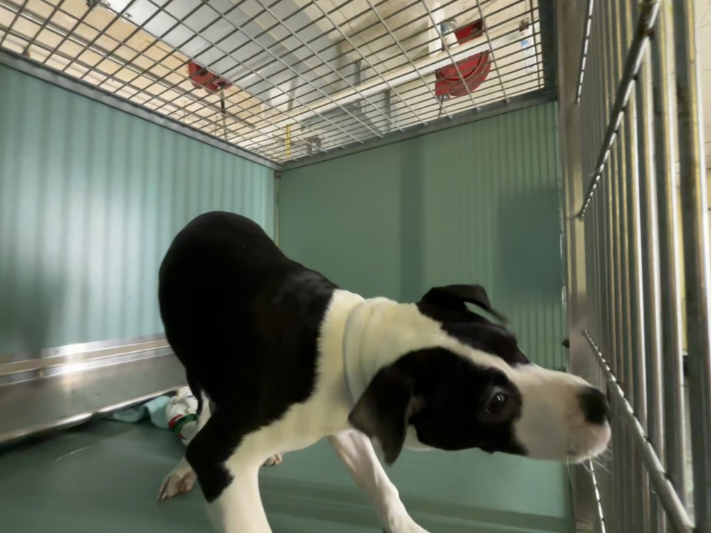Shelter Stray Female Dog last seen Near Broadway, NEW YORK, NY, 10033, 326 E 110th St, New York, NY 10029, USA