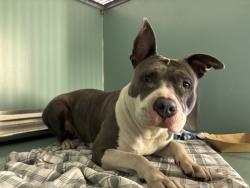 Shelter Stray Female Dog last seen Near W 17th Street, NEW YORK, NY, 10011, 326 E 110th St, New York, NY 10029, USA
