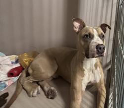 Shelter Stray Male Dog last seen Lorimer Street, BROOKLYN, NY, 11211, 326 E 110th St, New York, NY 10029, USA
