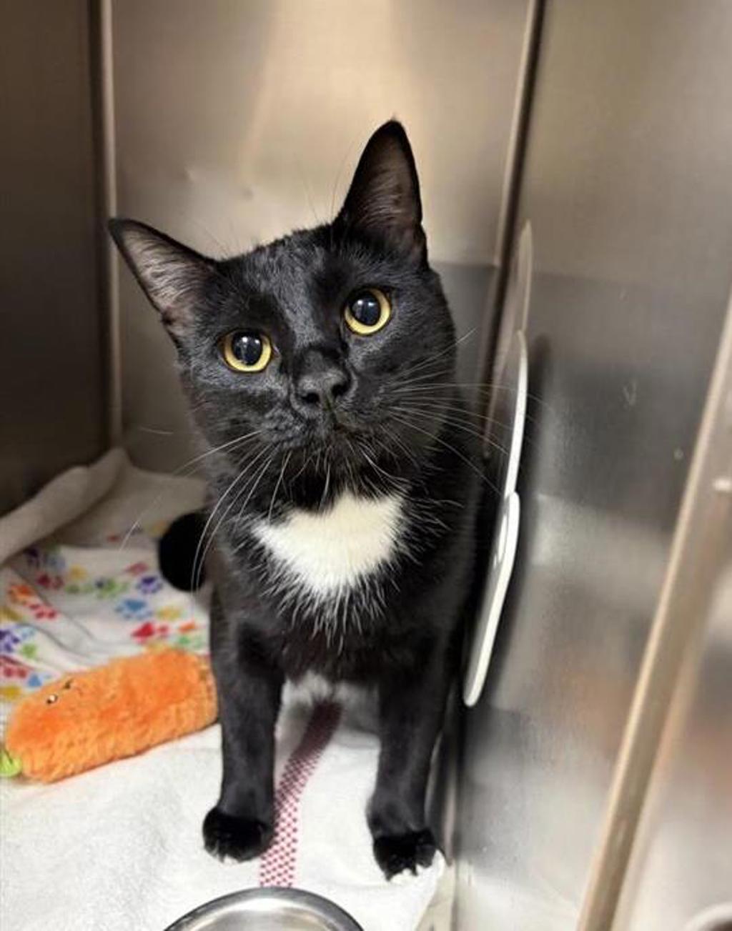 Shelter Stray Male Cat last seen Near 6th Avenue S, GREAT FALLS, MT, 59405, 1010 25th Ave NE, Great Falls, MT 59404, USA