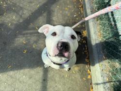 Shelter Stray Male Dog last seen Apt 304,765 E 214 Street, BRONX, NY, 10467, 326 E 110th St, New York, NY 10029, USA