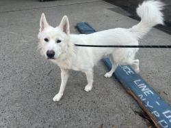 Shelter Stray Male Dog last seen Heath Avenue, BRONX, NY, 10463, 326 E 110th St, New York, NY 10029, USA