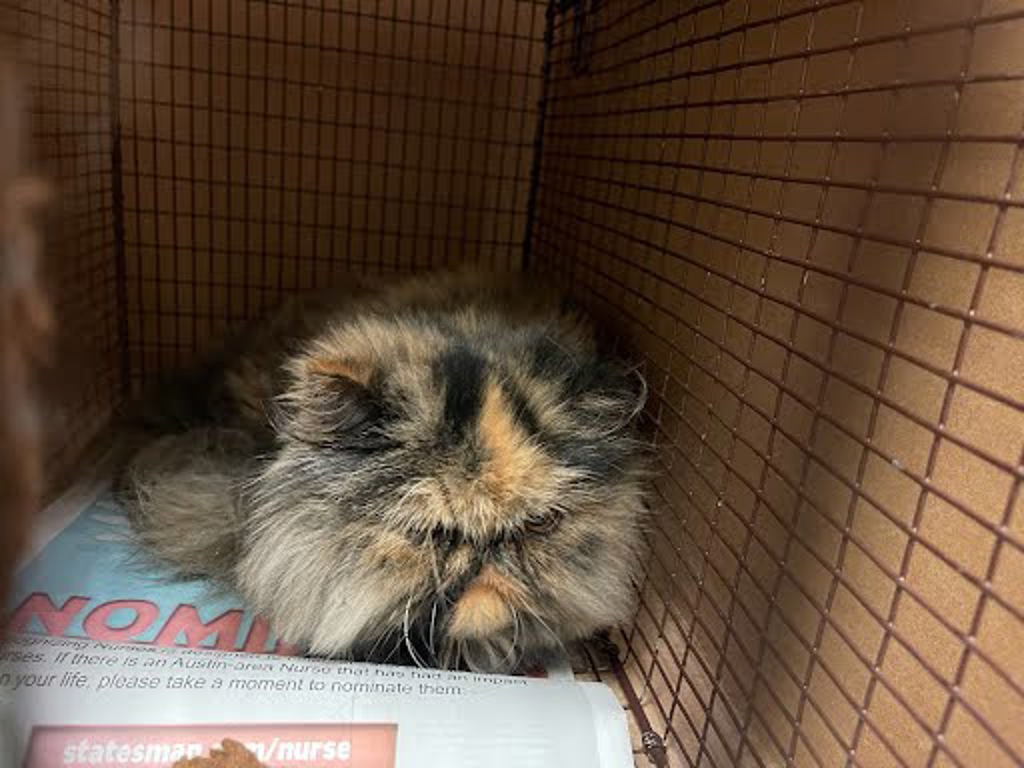 Shelter Stray Female Cat last seen Near S Interstate 35 Frontage Road, AUSTIN, TX, 78704, 7201 Levander Loop bldg a, Austin, TX 78702, USA