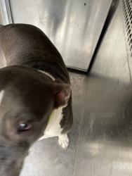 Shelter Stray Female Dog last seen Near Peach Grove Court, AUSTIN, TX, 78744, 7201 Levander Loop bldg a, Austin, TX 78702, USA