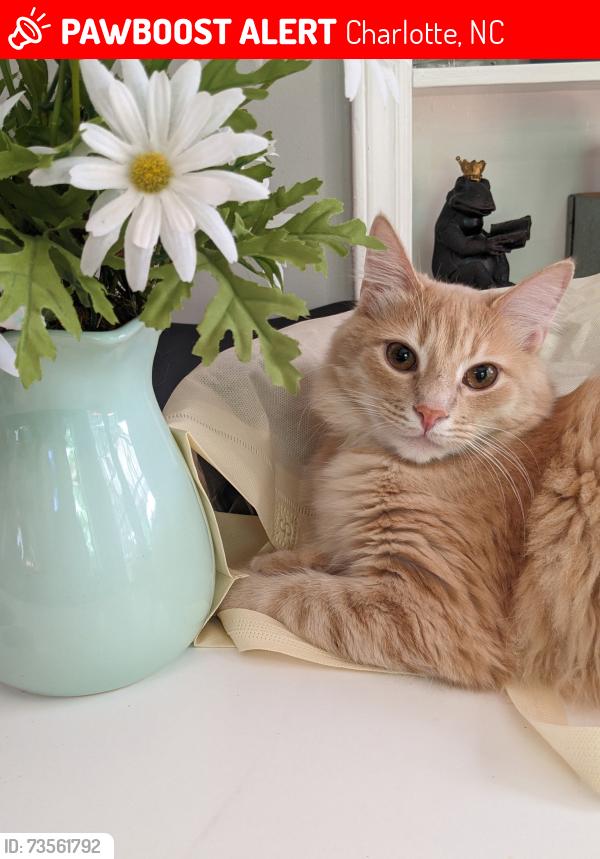Lost Male Cat last seen Parlor Rd and Fruitland Rd, Charlotte, NC 28277