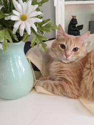 Lost Male Cat last seen Parlor Rd and Fruitland Rd, Charlotte, NC 28277